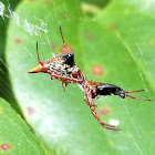 Arrowshaped Micrathena Spider