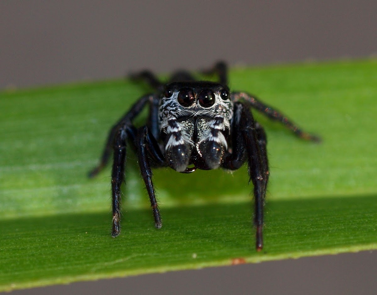 Round ant eater Jumping Spider