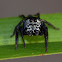 Round ant eater Jumping Spider