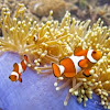 Ocellaris Clownfish with Magnificent Sea Anemone