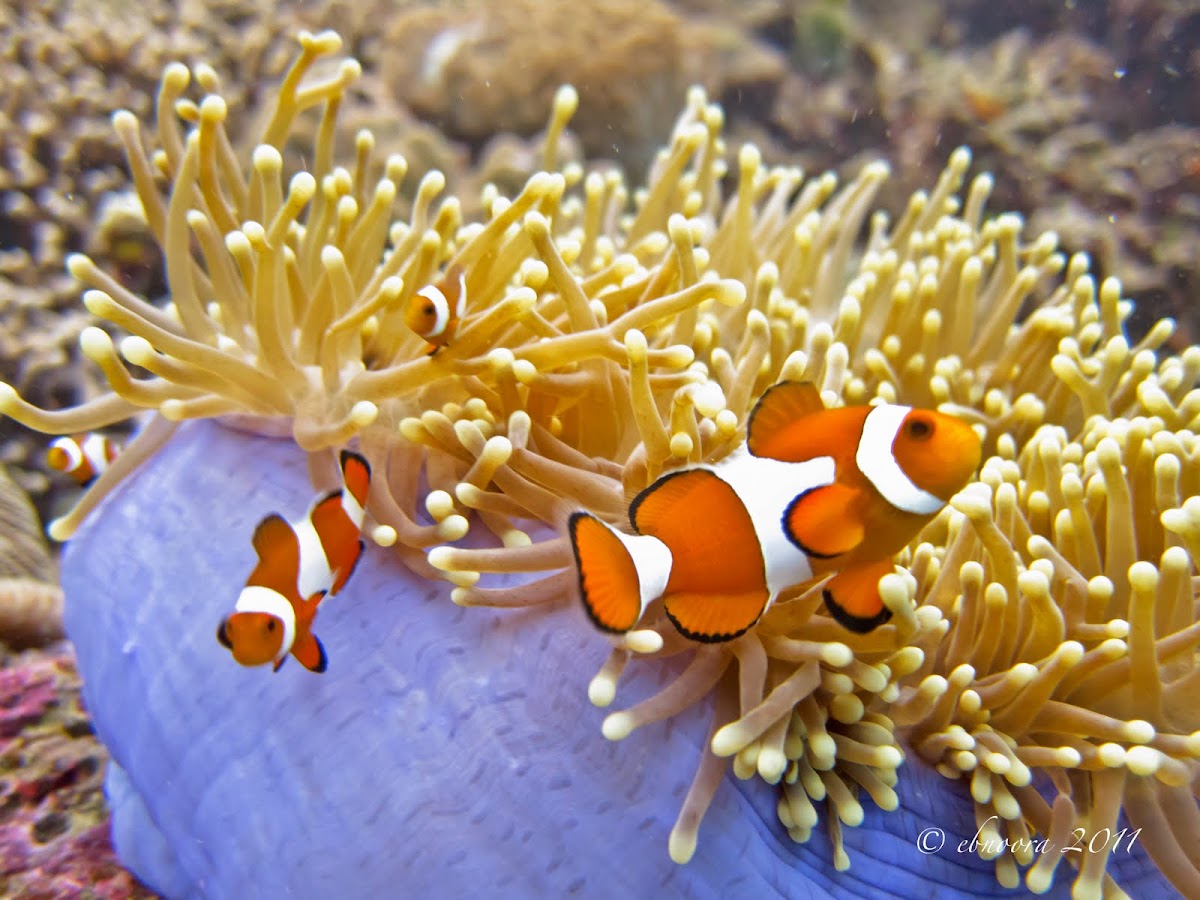 Ocellaris Clownfish with Magnificent Sea Anemone
