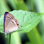 Long-tailed Blue (亮灰蝶)