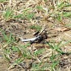 Common Whitetail Dragonfly