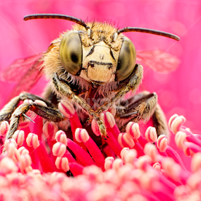 Pinkaholic by Percy Photography - Animals Insects & Spiders