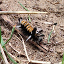 Milkweed Tiger Moth Caterpillar