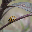 Asian Multicolored Lady Beetle