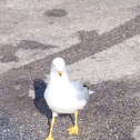 Ring-billed gull