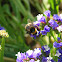 Buff-Tailed Bumblebee