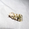 Goldenrod Flower Moth