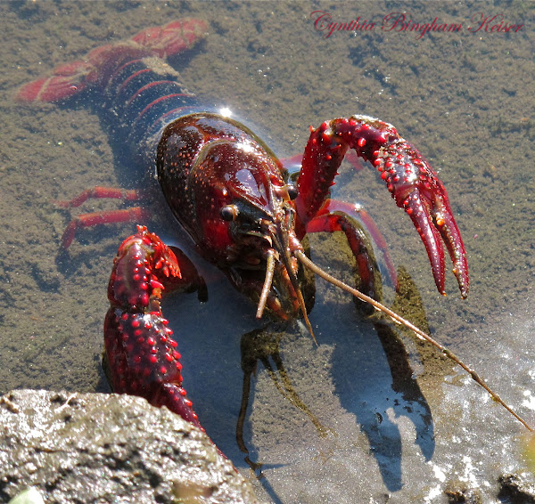 Red Swamp Crayfish Project Noah