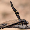 Black Giant Lacewing  (Male)