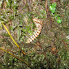 Forest Millipede