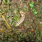 Forest Millipede