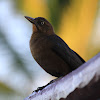 Mexican Grackle