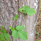 Poison Ivy