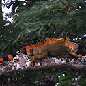 Male green iguanas