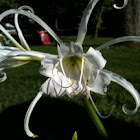 White Spider Lily