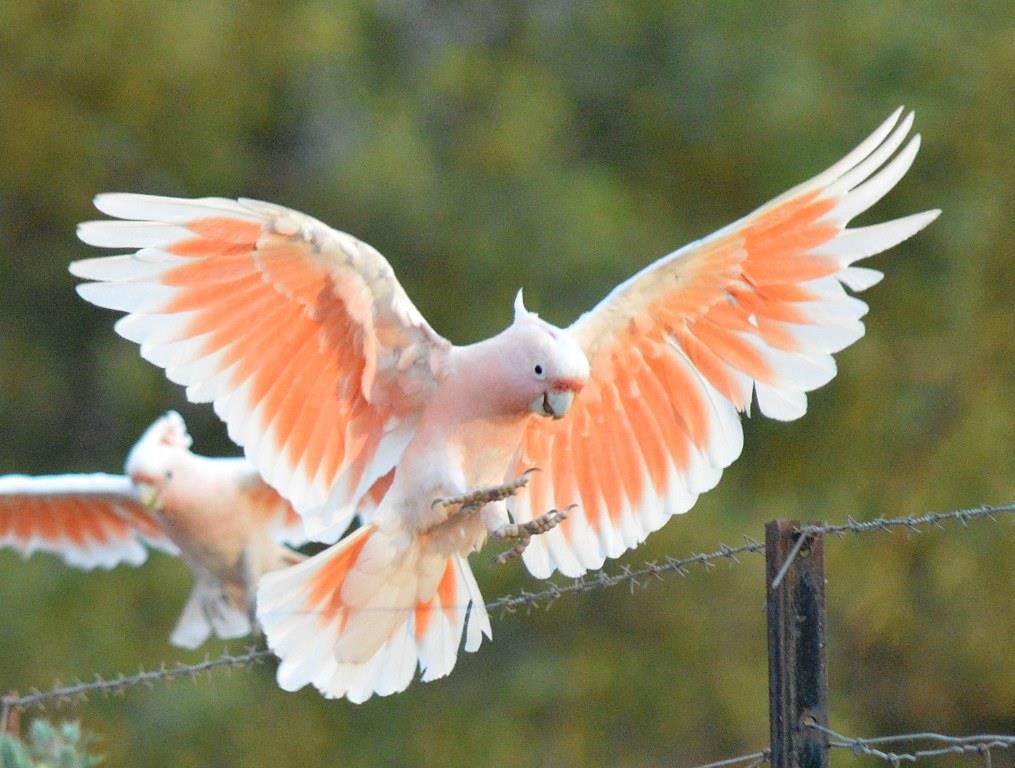 Major Mitchel Cockatoo