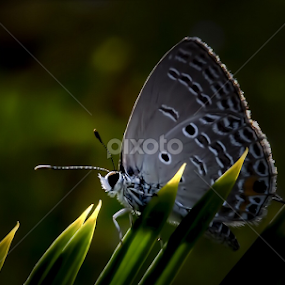 Closeup by Nasser Osman - Animals Insects & Spiders