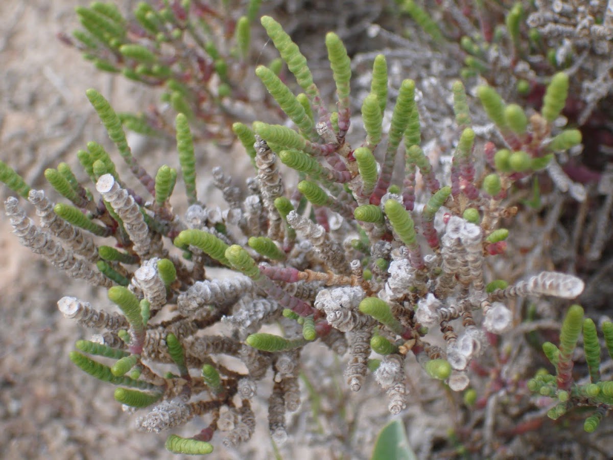 Parish's Glasswort