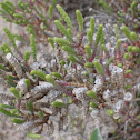 Parish's Glasswort