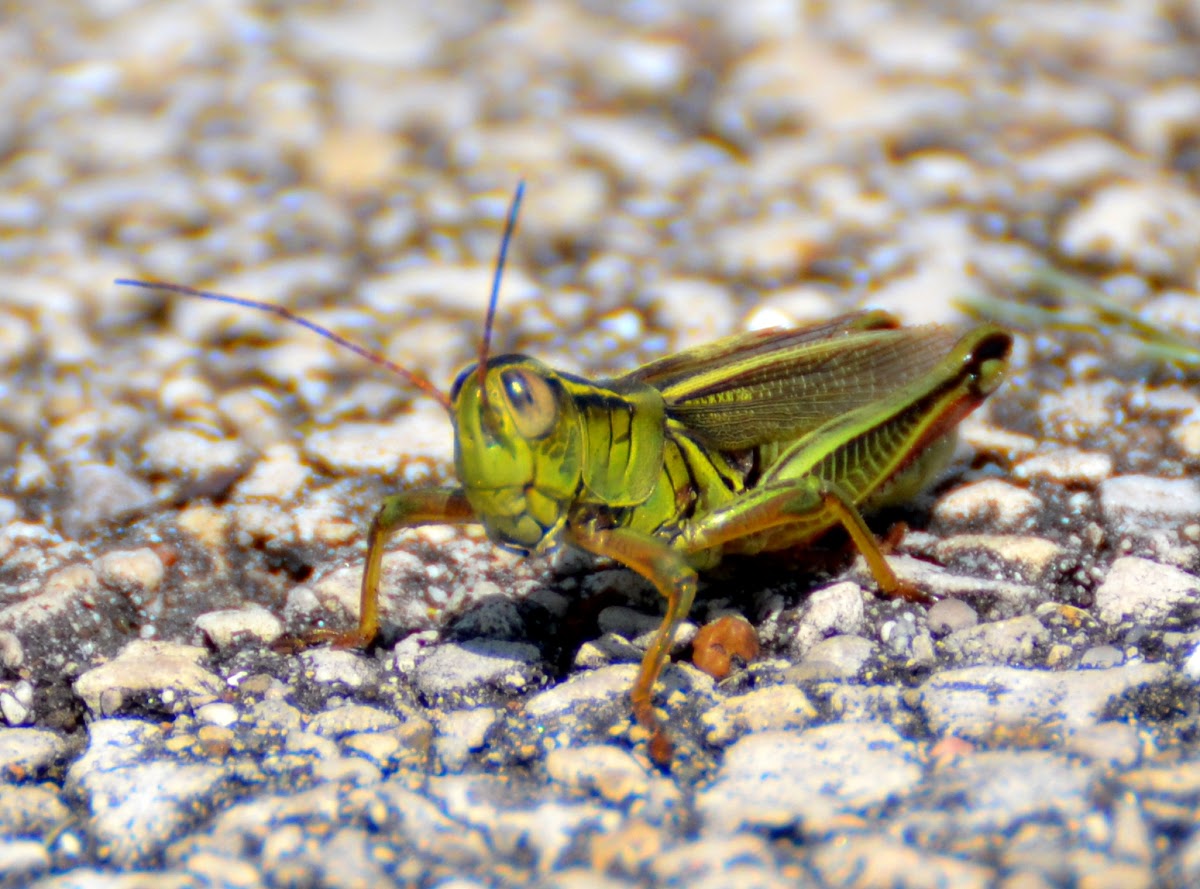 Differential Grasshopper | Project Noah