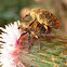 Weevils (copulation)