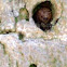 Snail nesting inside a palm tree trunk