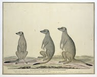 Suricata suricatta (Meerkats)