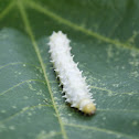 Ery caterpillar