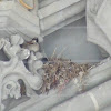House Sparrow(Pardal comum)
