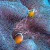 Skunk-striped anemonefish