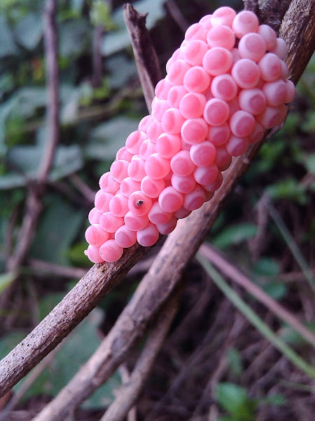 Golden Apple Snail Eggs Project Noah