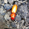 Stag beetle