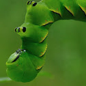 Laurel Sphinx moth larva