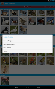Spanish Birds Sounds Screenshots 6