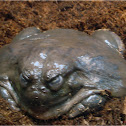 Giant African Bullfrog