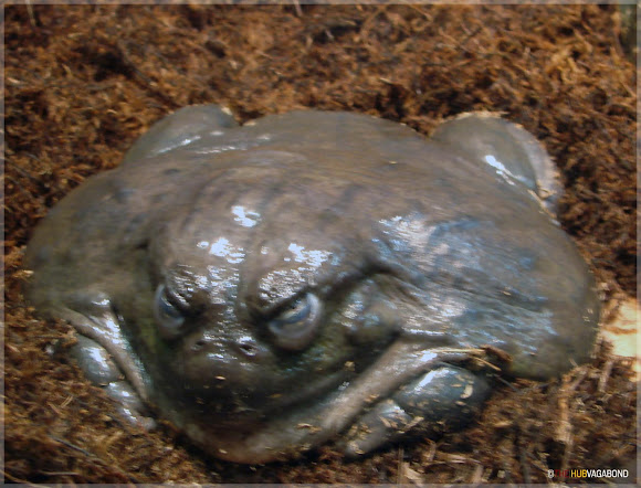 Image result for giant bullfrog