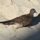 Zebra Dove