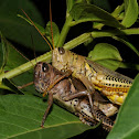 Differential grasshoppers (mating pair)