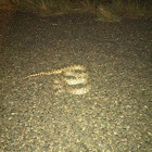 Bullsnake