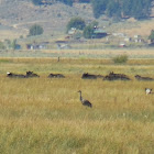 Sandhill Crane