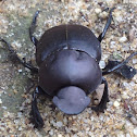 Tumblebug (dung beetle)