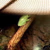 Australian Green Tree Frog 