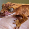 Crested gecko (juvenile male)