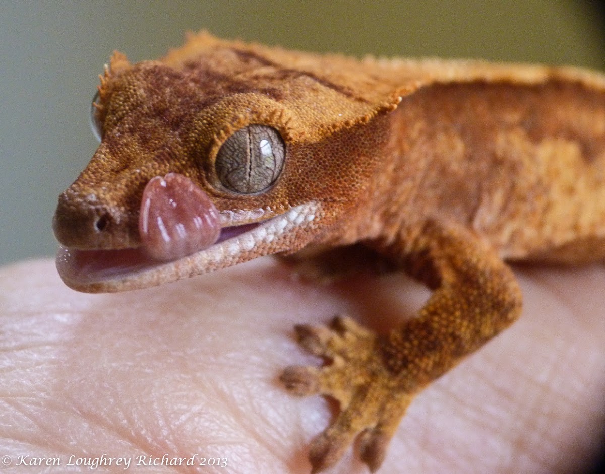 Crested gecko (juvenile male)