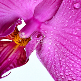 by Koento Birowo - Flowers Single Flower