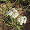 Common Yarrow