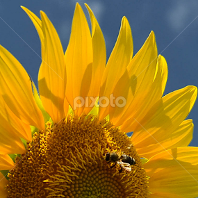 Sunflower by Kati Raileanu - Flowers Flowers in the Wild