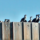 Double-crested Cormorant